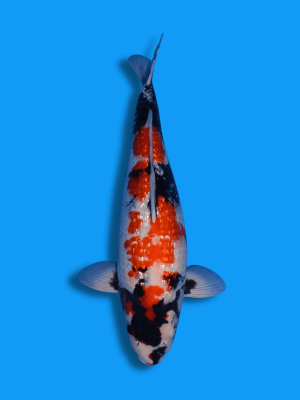 Ginrin Showa | Koi&Co.